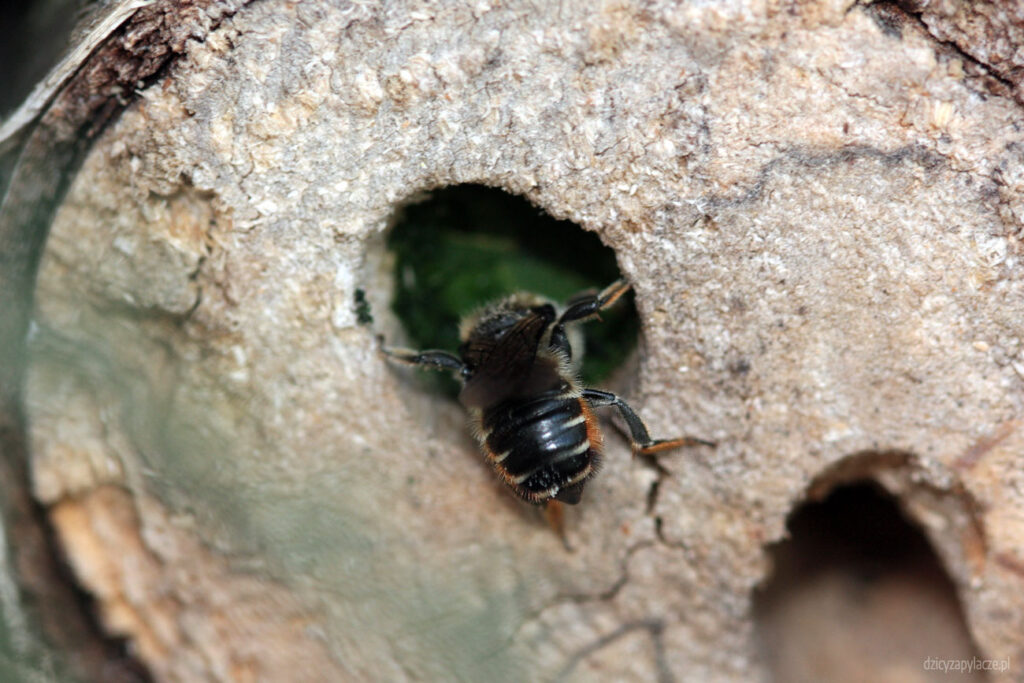 Przepaski na odwłoku Megachile versicolor