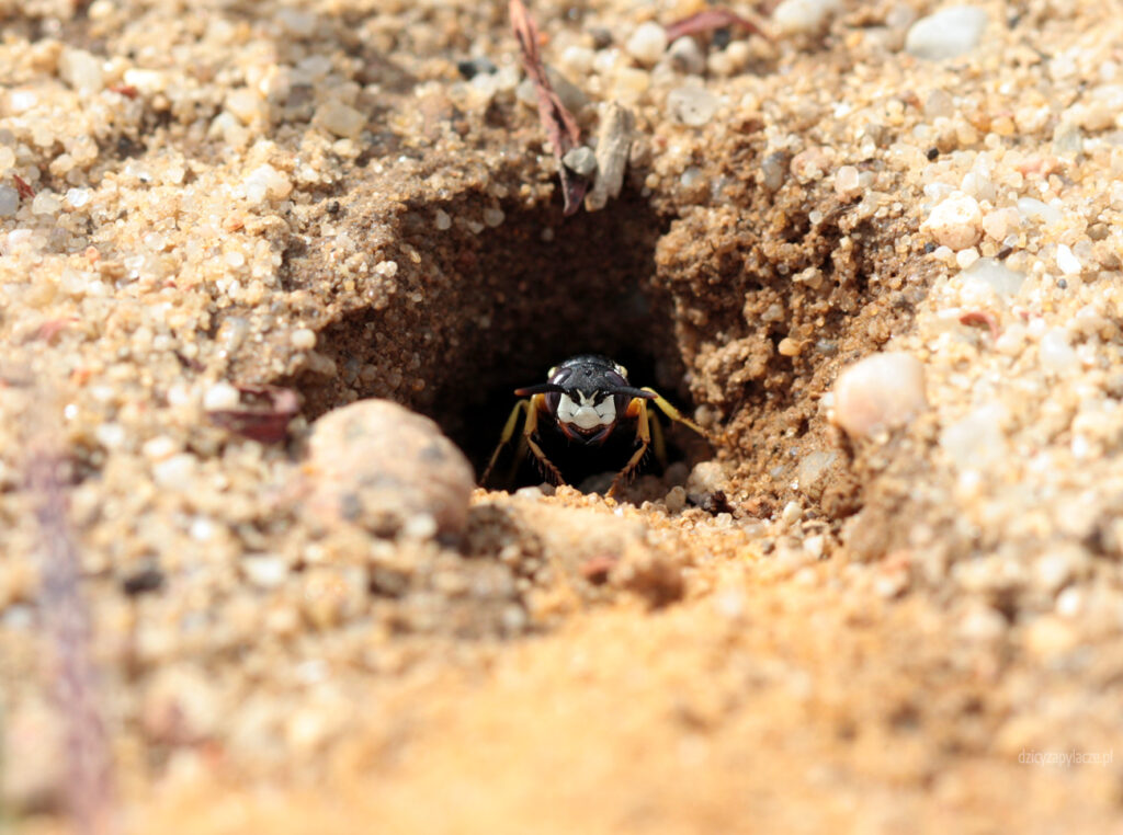 Taszczyn pszczeli (Philanthus triangulum)- samica przy gnieździe
