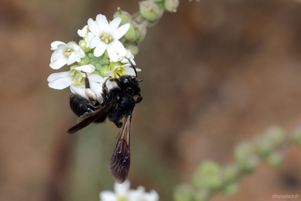 Pszczolinka brunetka (Andrena pilipes) - samica