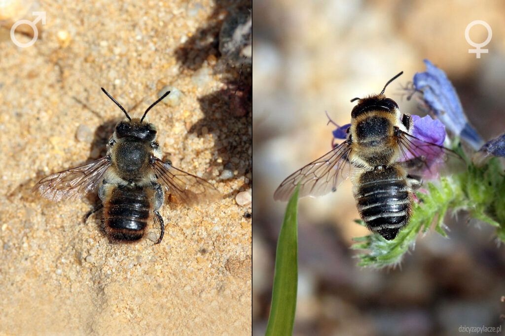 Miesierka wielka (Megachile maritima) - samiec i samica