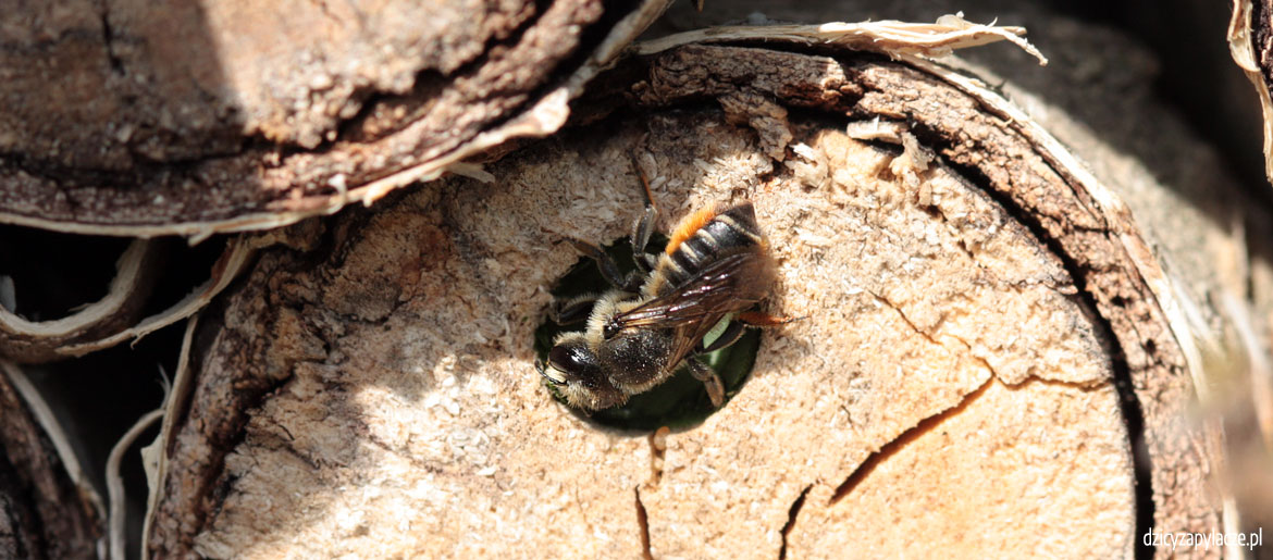 Megachile versicolor (miesierka niedopaska)