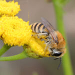 Gdzie szukać dzikich pszczół i innych żądłówek