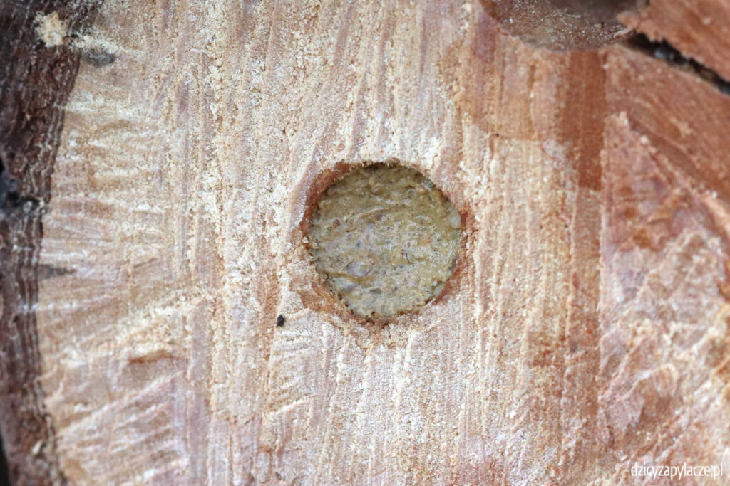 Bolica stonkówka (Symmorphus murarius - nest
