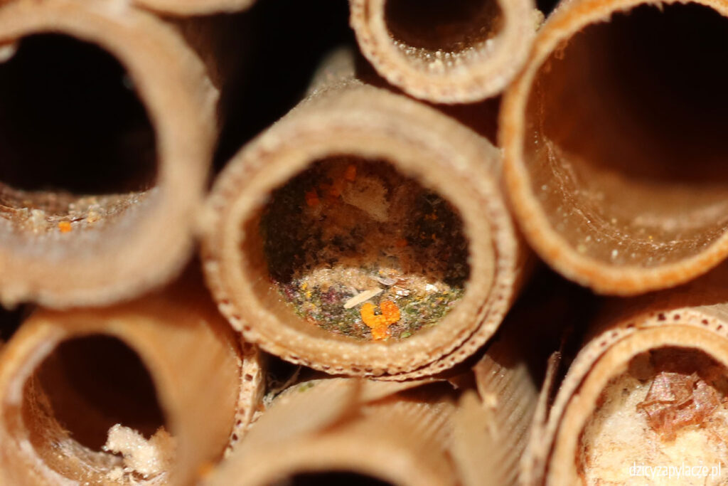 Murarka lucernowa (Osmia caerulescens) zamknięcie gniazda