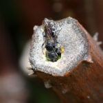 Hoplitis leucomelana (murarka jastrzębcowa)