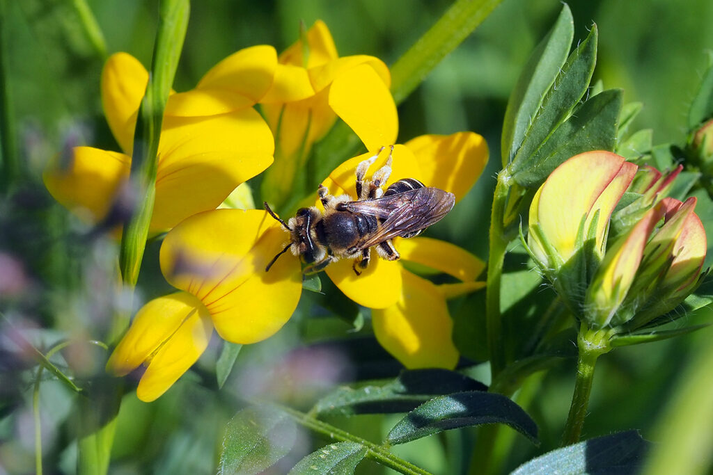 pszczolinka wierzbowo-lucernowa