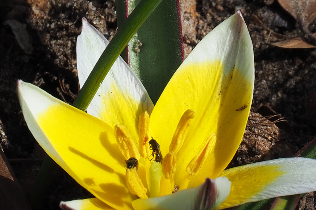 pseudosmukliki i tulipan botaniczny