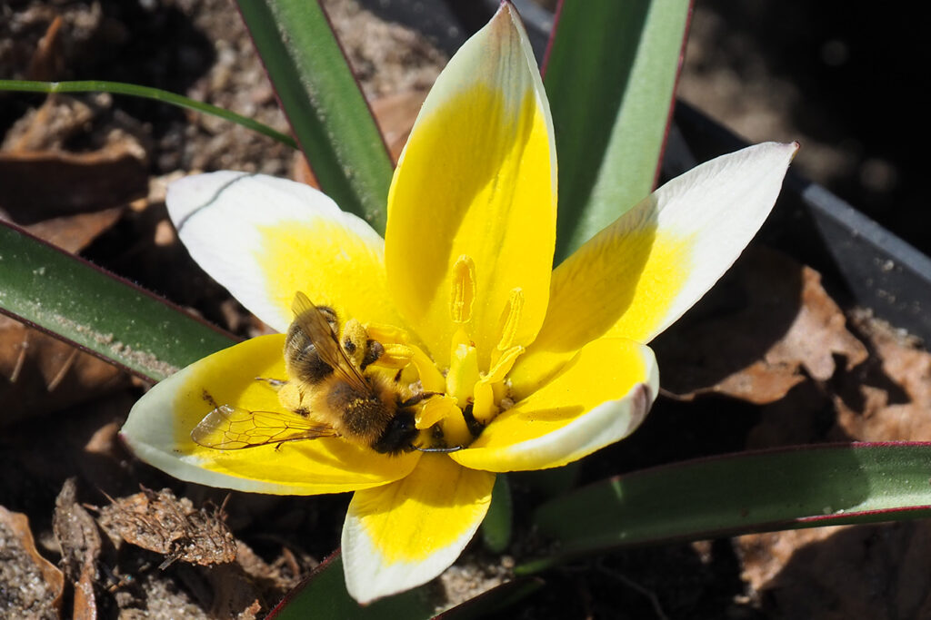 pszczolinka piaskowa i tulipan boataniczny