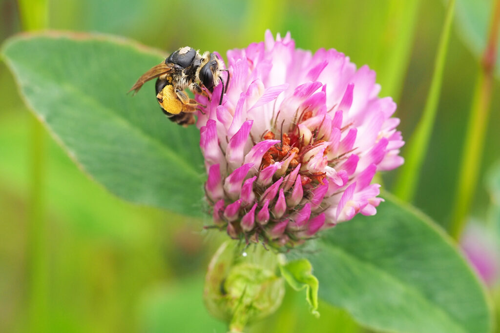 pszczolinka koniczynowo-lucernowa
