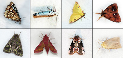 Motyle i żądłówki