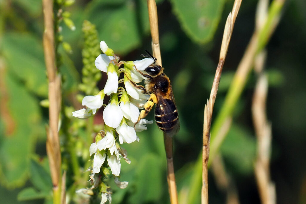 pszczolinka mniszkowo-rzepakowa Andrena cf. dorsata