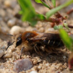 Andrena barbilabris (pszczolinka małogłowa)