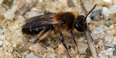 Pszczolinka małogłowa