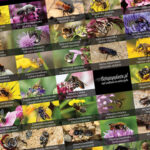 Plakat z dzikimi pszczołami dla WOŚP