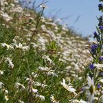 Rodziny botaniczne a specjalizacja pokarmowa u pszczół – czyli o wybrednych i niewybrednych zapylaczach rodziny botaniczne