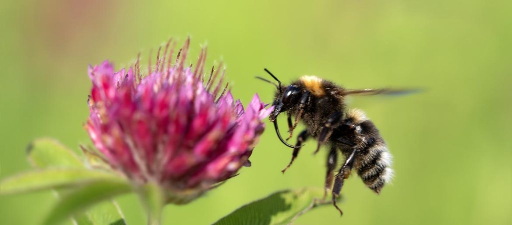 Koniczyna dwukłosowa – Trifolium alpestre L. koniczyna dwukłosowa