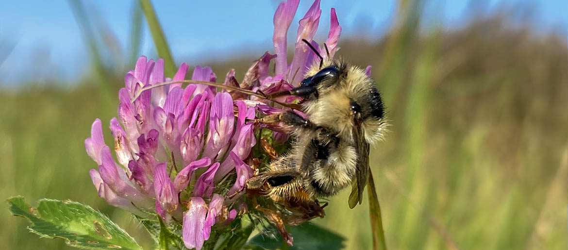 Trzmiel rudoszary (Bombus sylvarum)